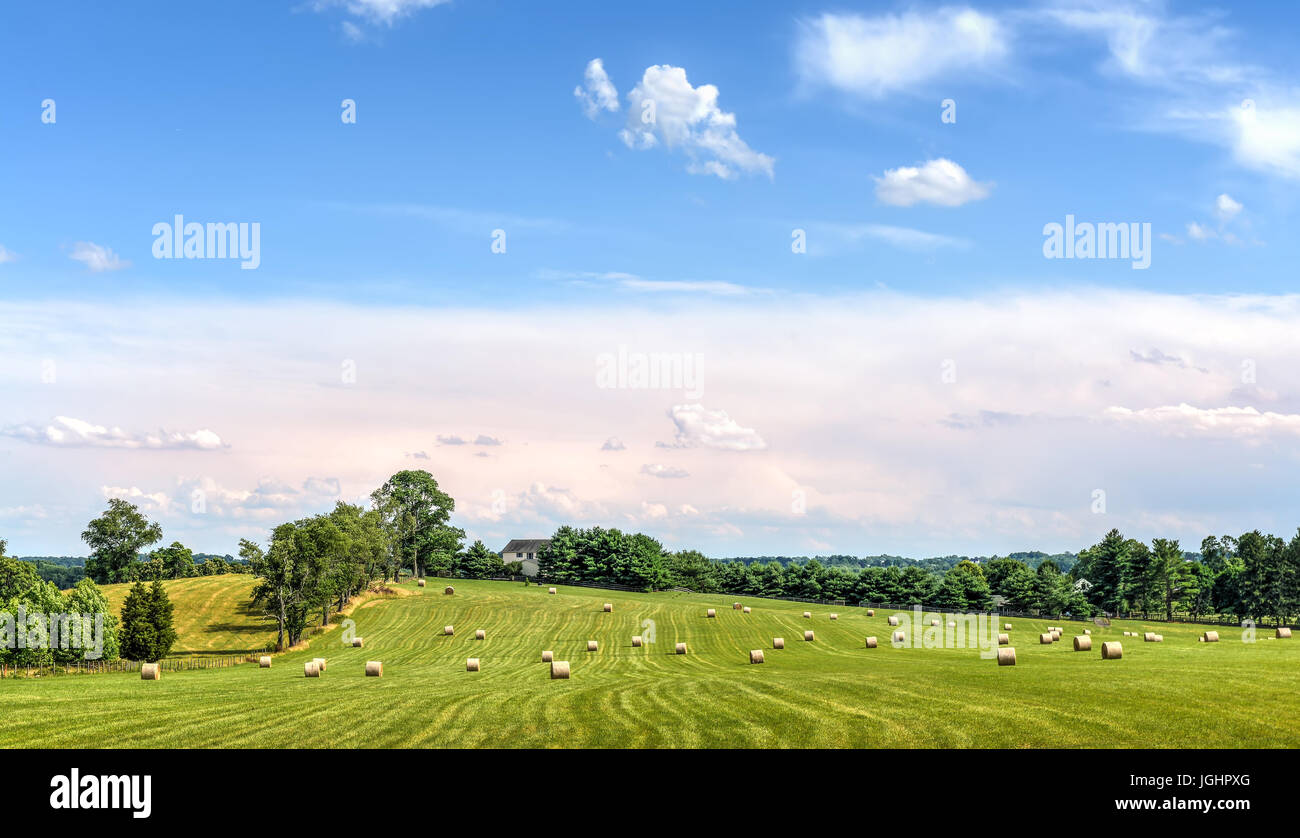 Bottes de foin éparpillés sur les champs sur une ferme du Maryland au moment de la récolte Banque D'Images