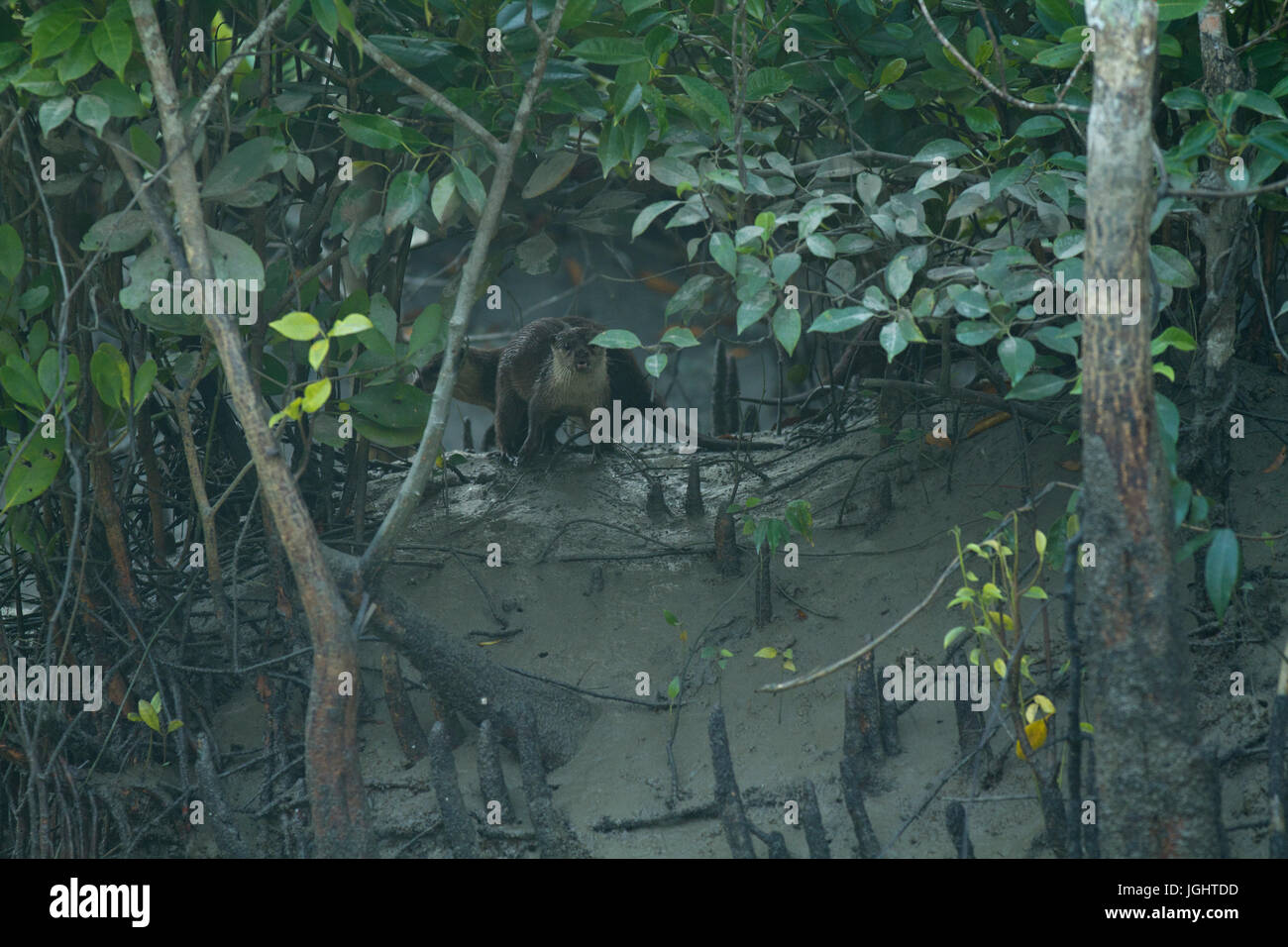 Otter localement appelé à Udbiral les Sundarbans, Site du patrimoine mondial de l'UNESCO et une réserve faunique. La plus grande forêt de mangroves du littoral le wor Banque D'Images