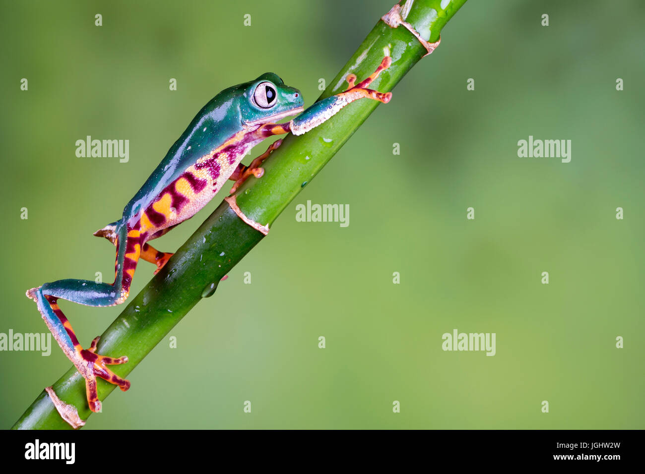 Tigre singe cireuse jambe Super Frog Banque D'Images Tigre singe cireuse jambe Super Frog Banque D'Images