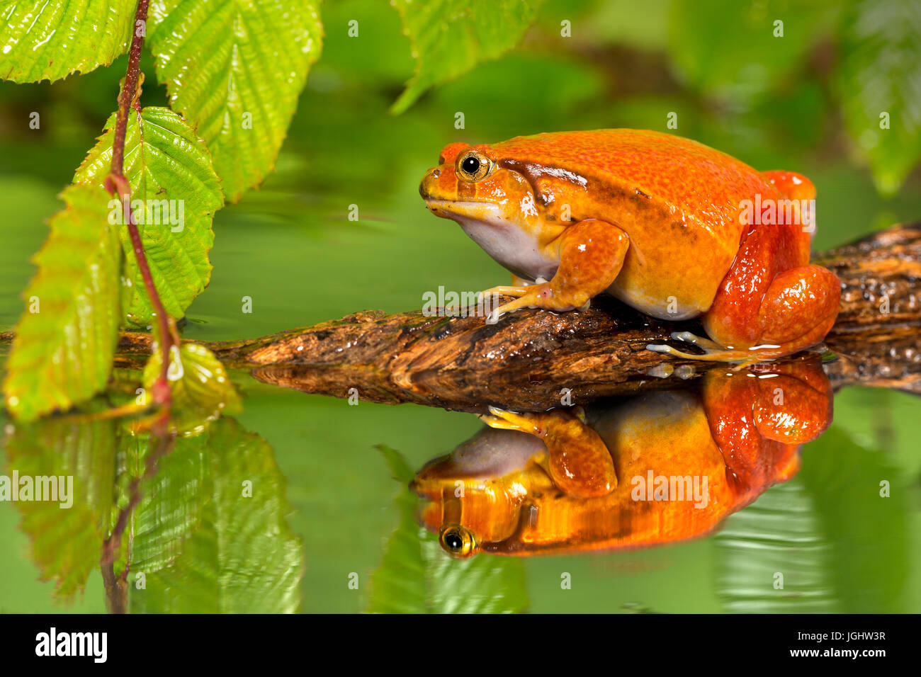 La grenouille tomate en étang avec réflexion Banque D'Images