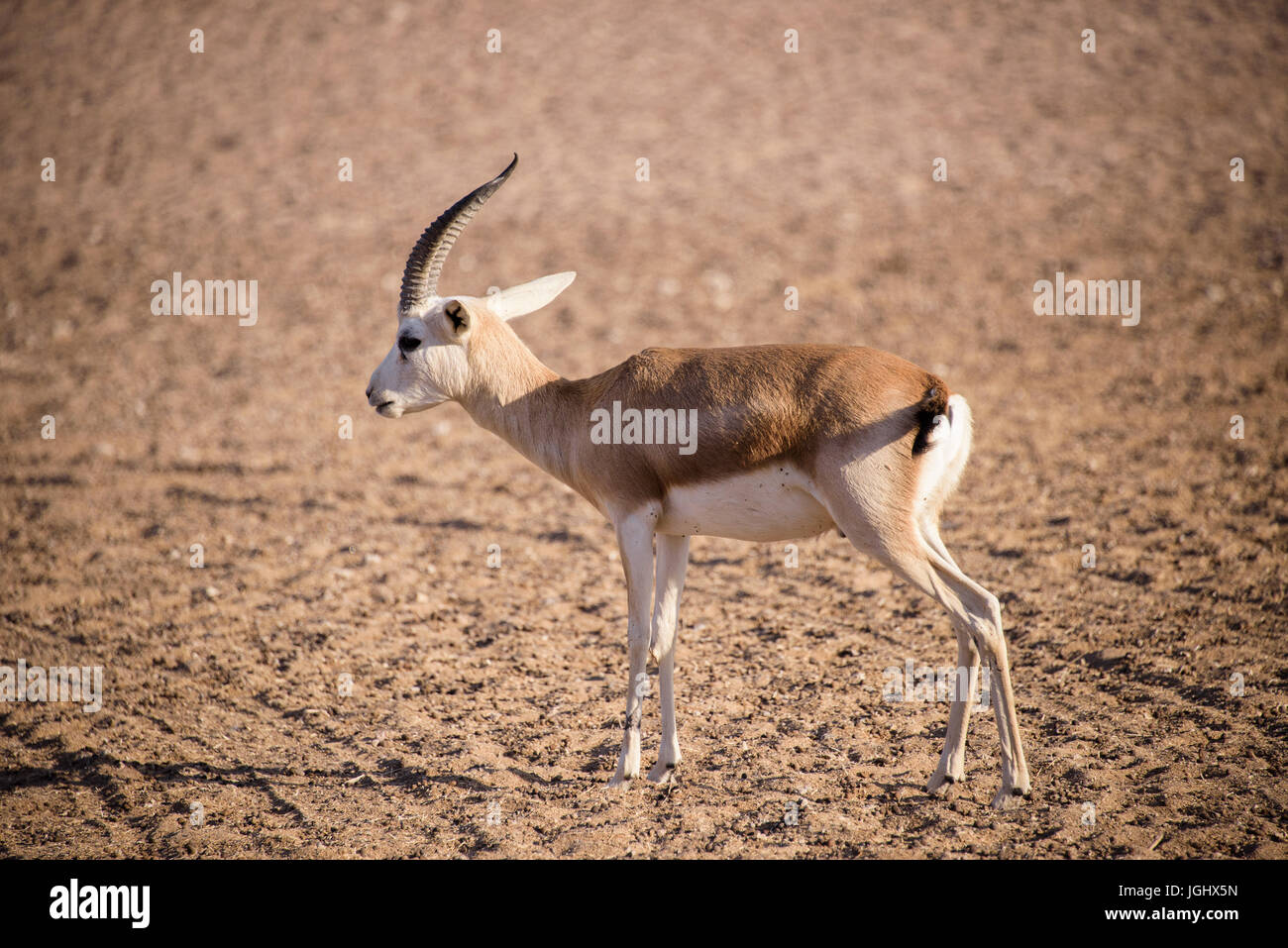 Gazelle des sables Banque D'Images