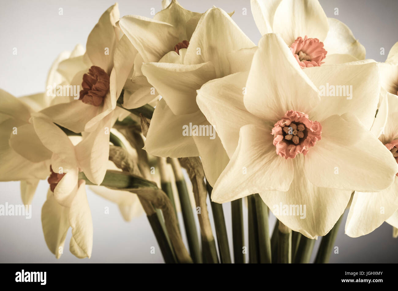 Un bouquet de jonquilles Printemps (Narcissus) dans des tons crème avec des centres rose corail tourné à l'intérieur. La fleur à l'avant droit est confrontée à l'afficheur directement. Pr Banque D'Images