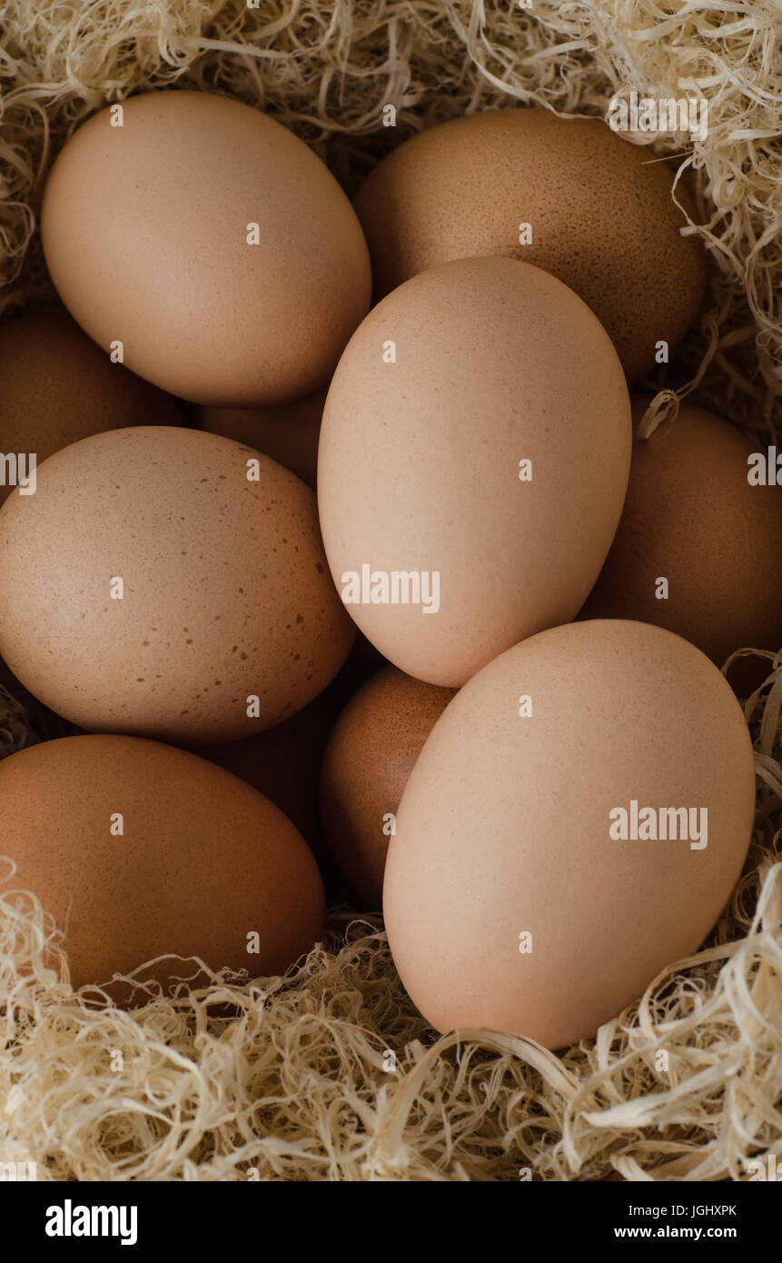 Portrait de brun oeufs de poulet fermier, regroupées et niché en herbe séchée. Banque D'Images