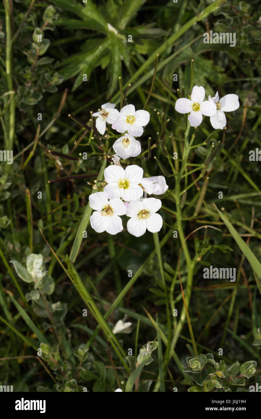Grand Bittercress (Cardamine amara) flower Banque D'Images
