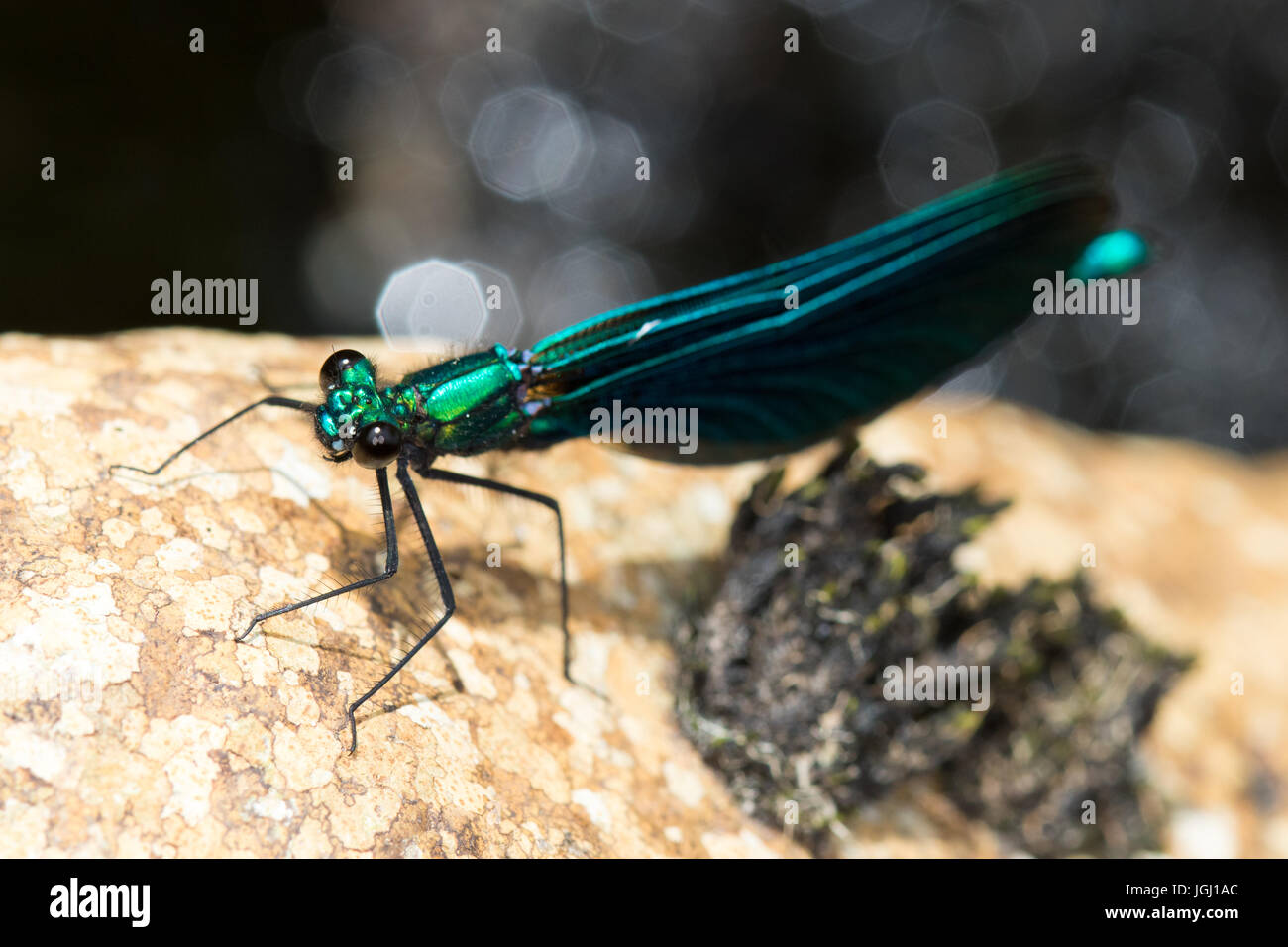 Beau mâle Demoiselle (Calopteryx virgo) Banque D'Images