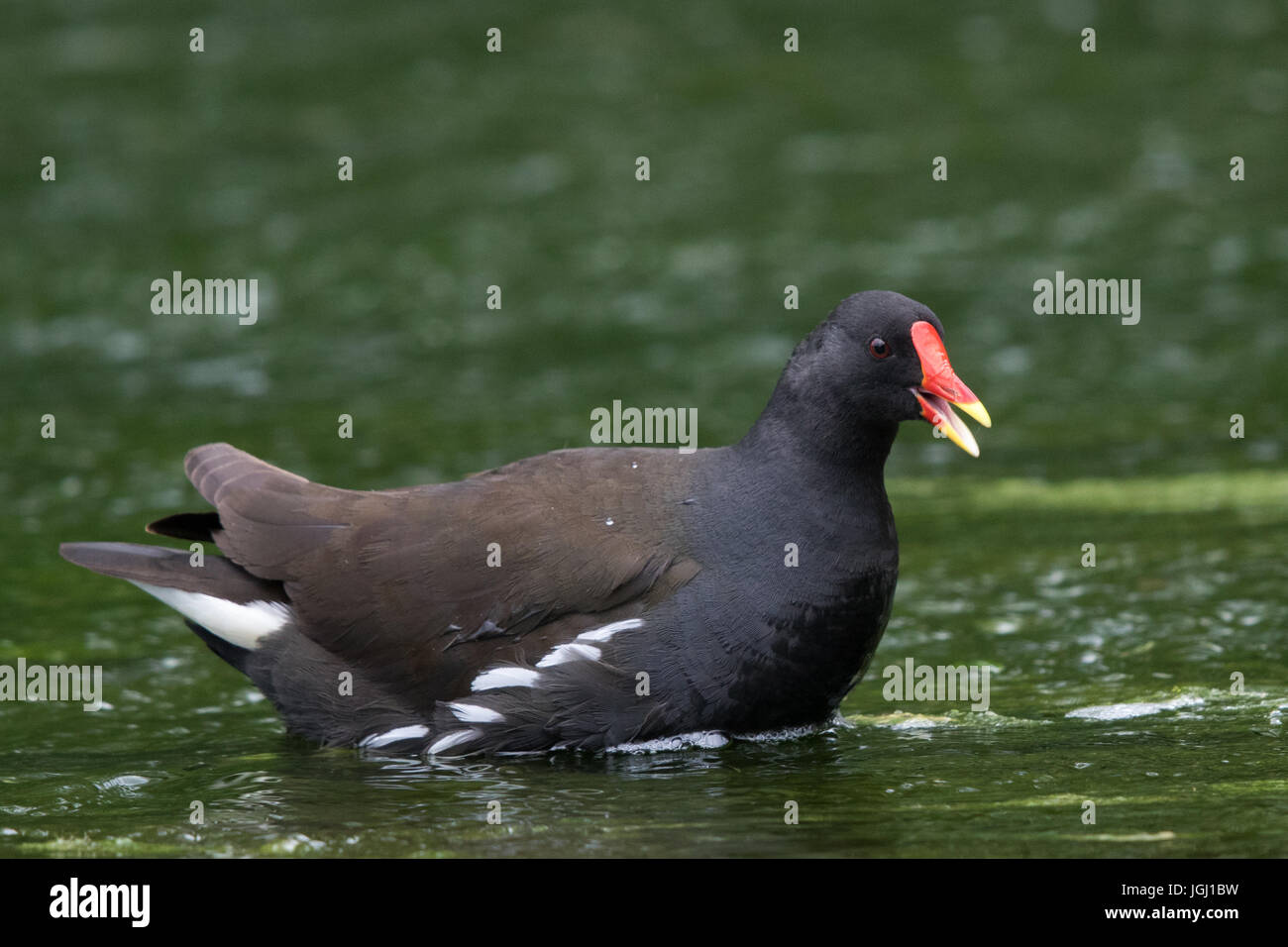 La Gallinule poule-d'eau (Gallinula chloropus) Banque D'Images