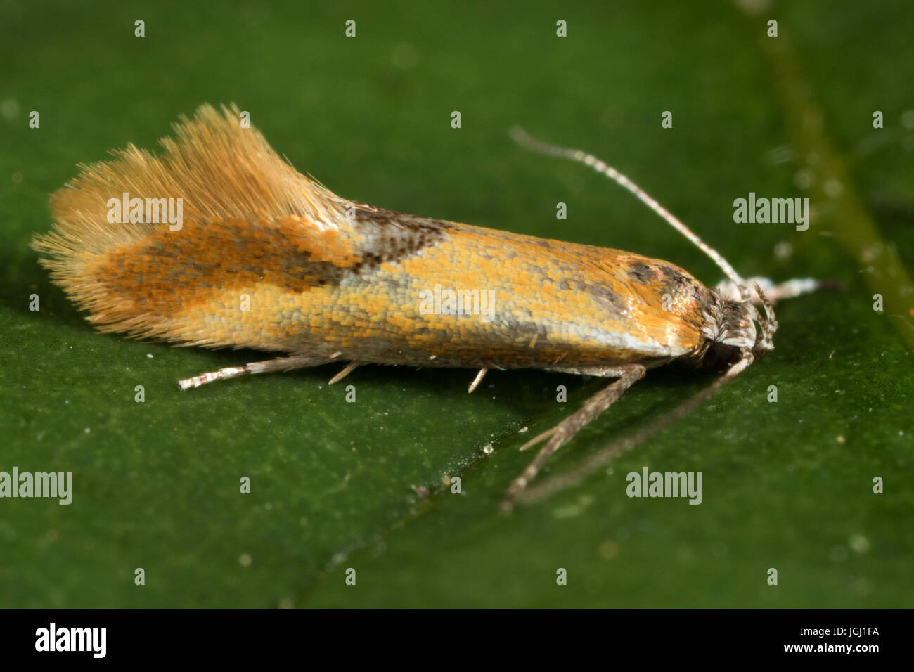 Batia lunaris micromoth Banque D'Images