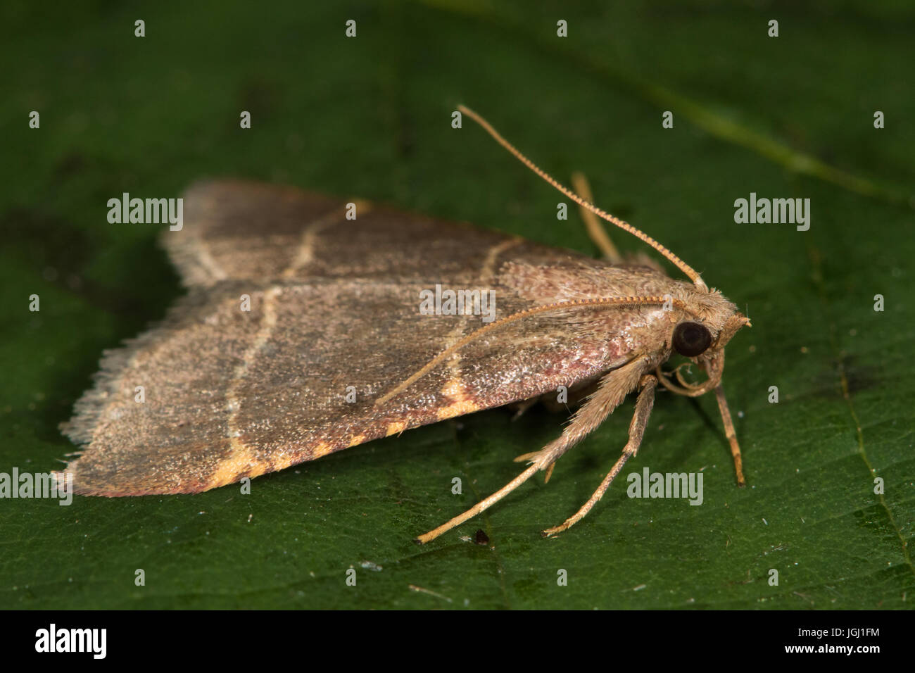 Hypsopygia glaucinalis (une espèce de pyrale) Banque D'Images