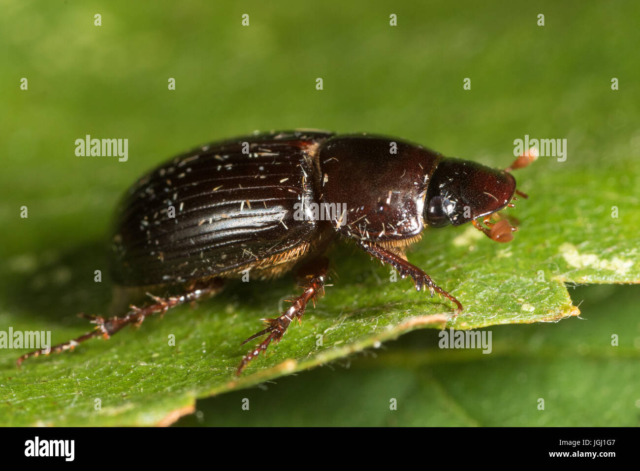 Scarabée (Aphodius sp.) Banque D'Images