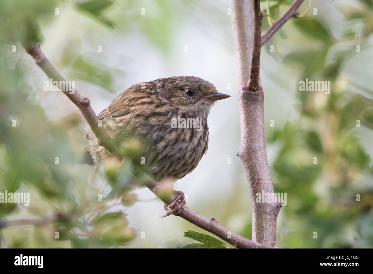 Nid juvénile (Prunella modularis) Banque D'Images