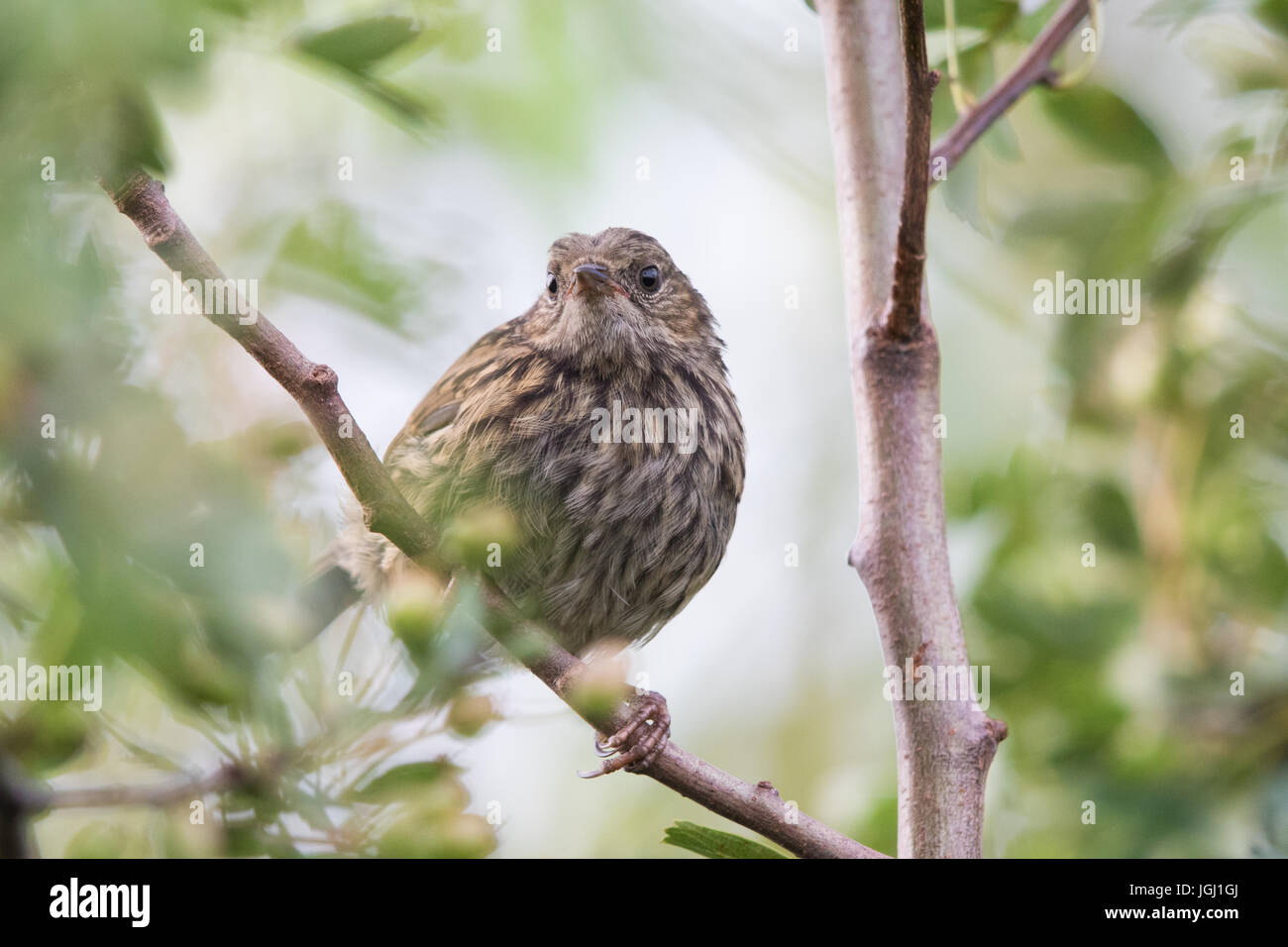 Nid juvénile (Prunella modularis) Banque D'Images