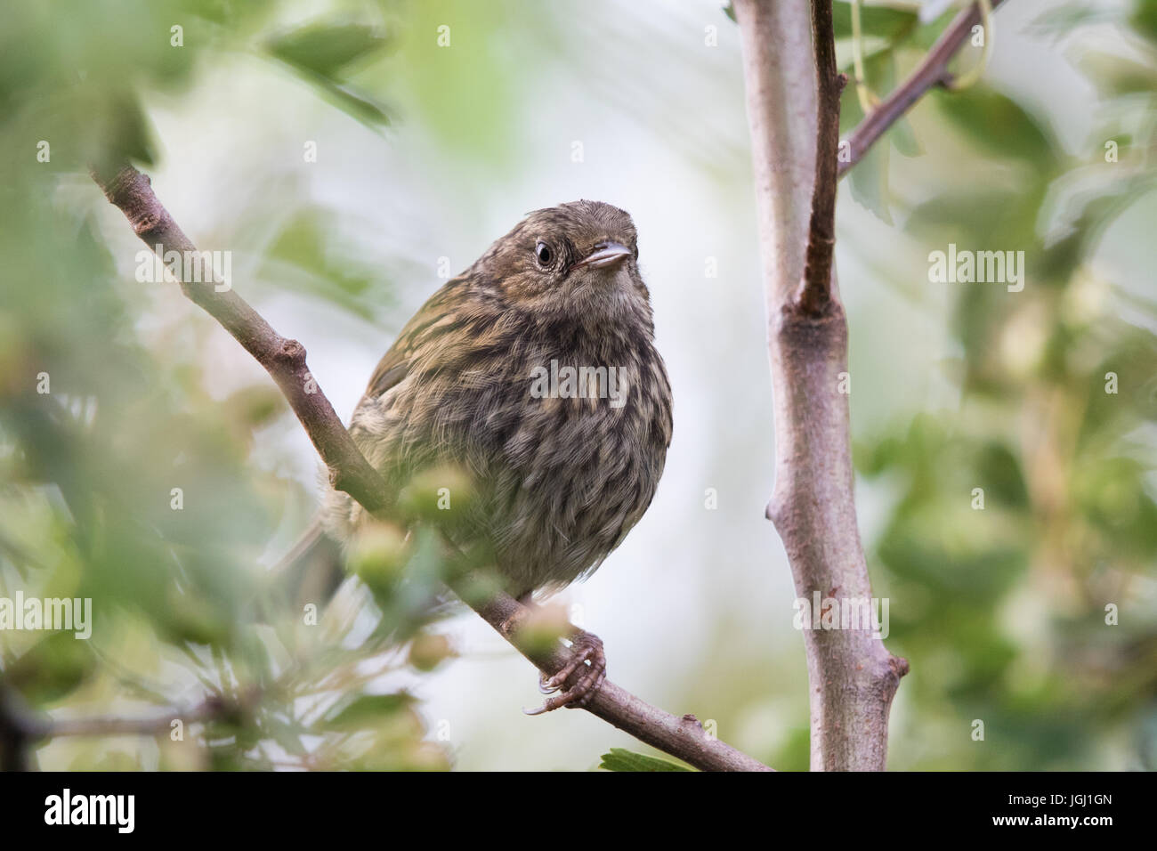 Nid juvénile (Prunella modularis) Banque D'Images
