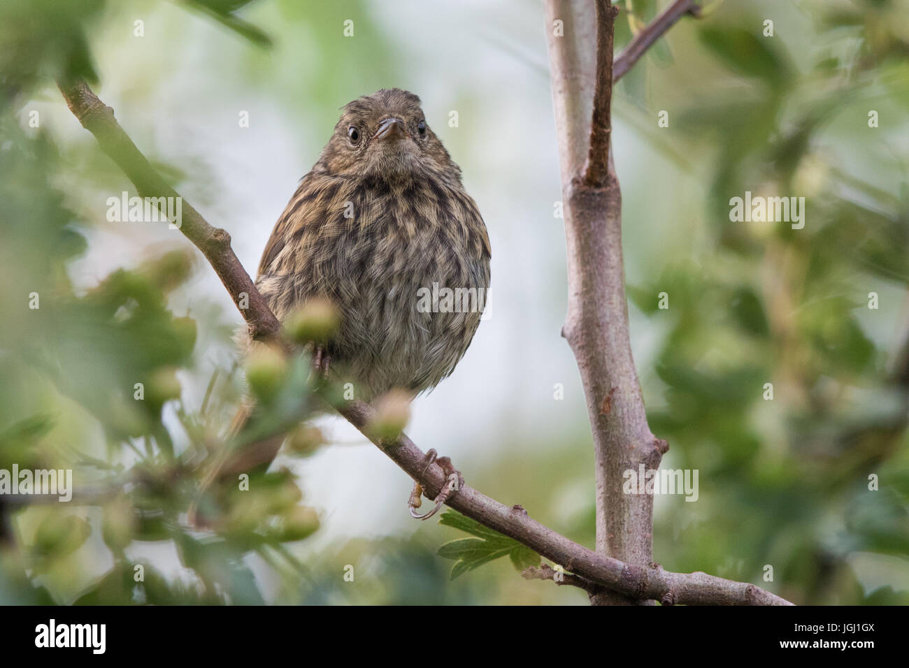 Nid juvénile (Prunella modularis) Banque D'Images