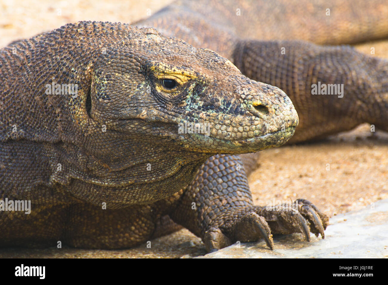 Dragon de Komodo, l'île de Komodo Banque D'Images