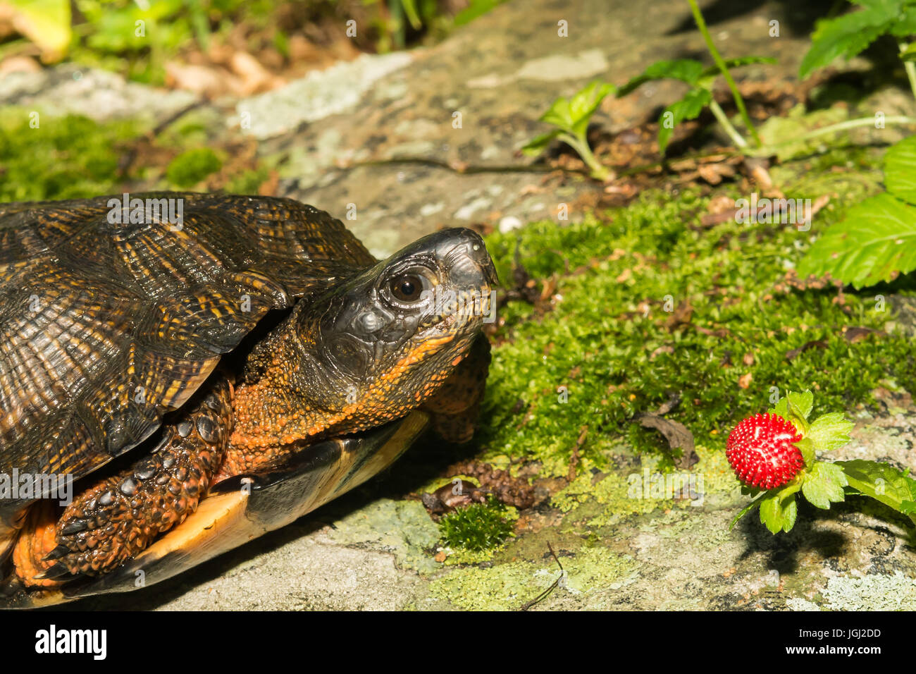 Tortue des bois Banque D'Images