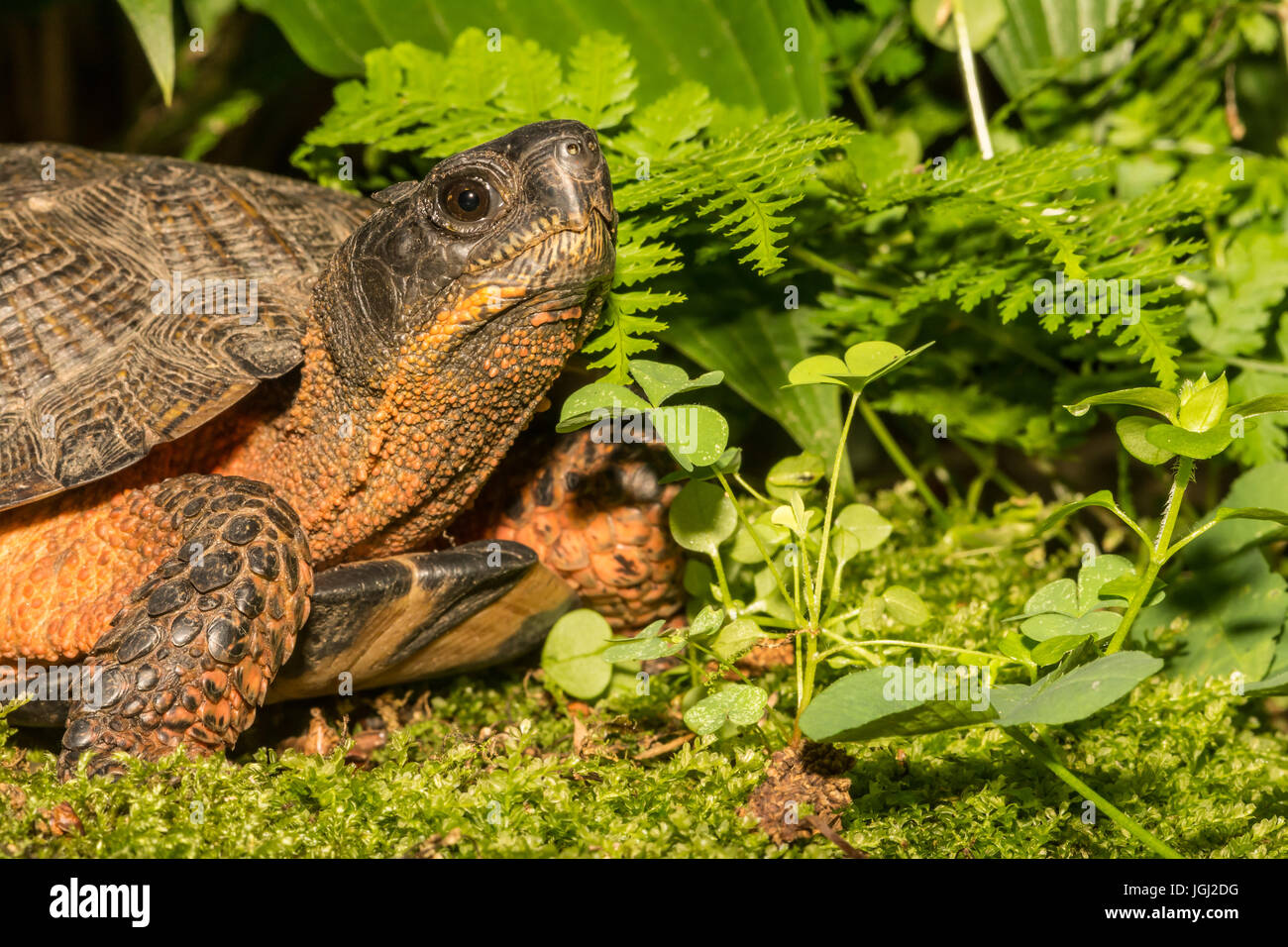 Tortue des bois Banque D'Images