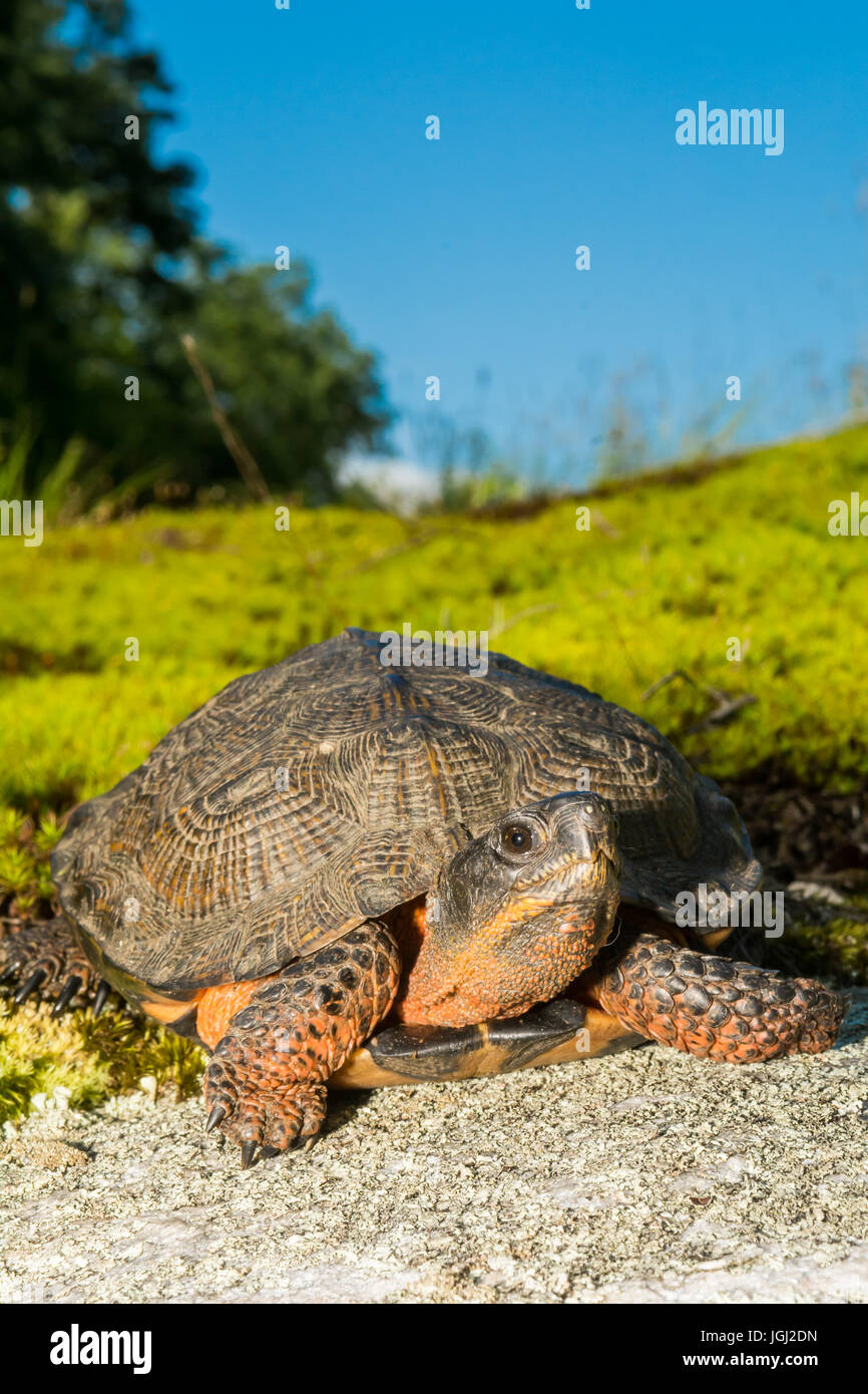 Tortue des bois Banque D'Images