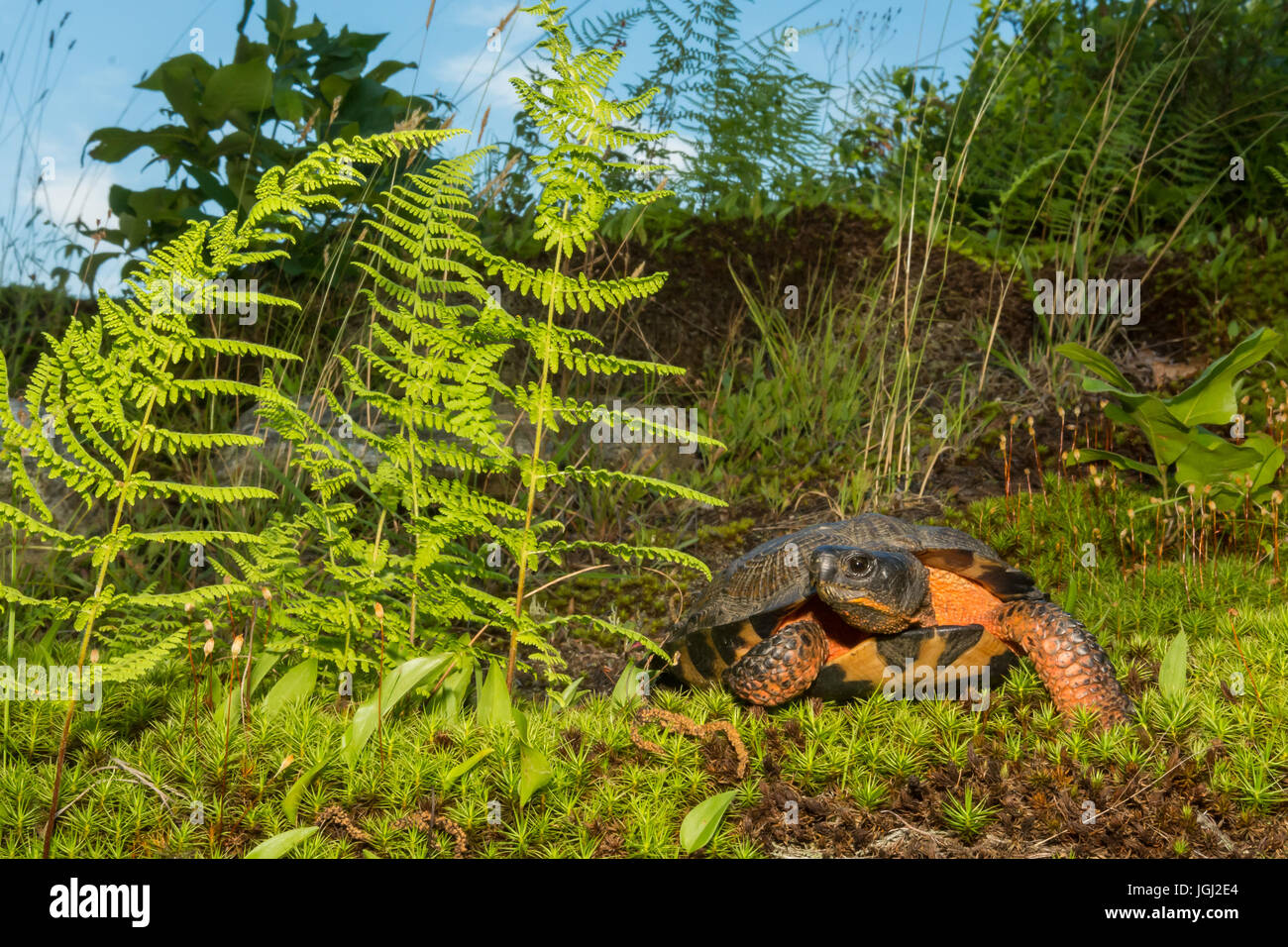 Tortue des bois Banque D'Images