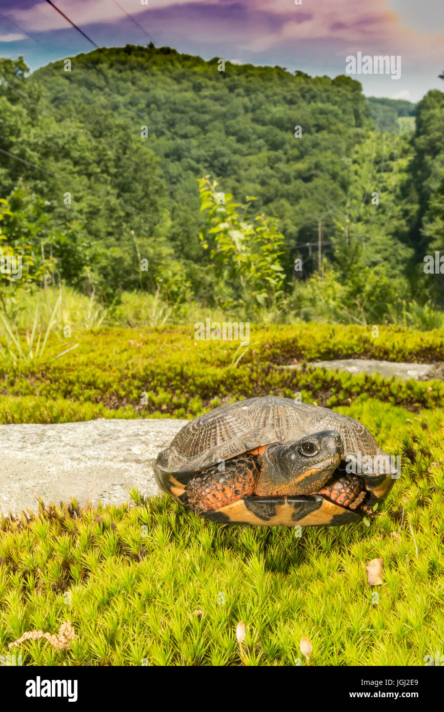 Tortue des bois Banque D'Images