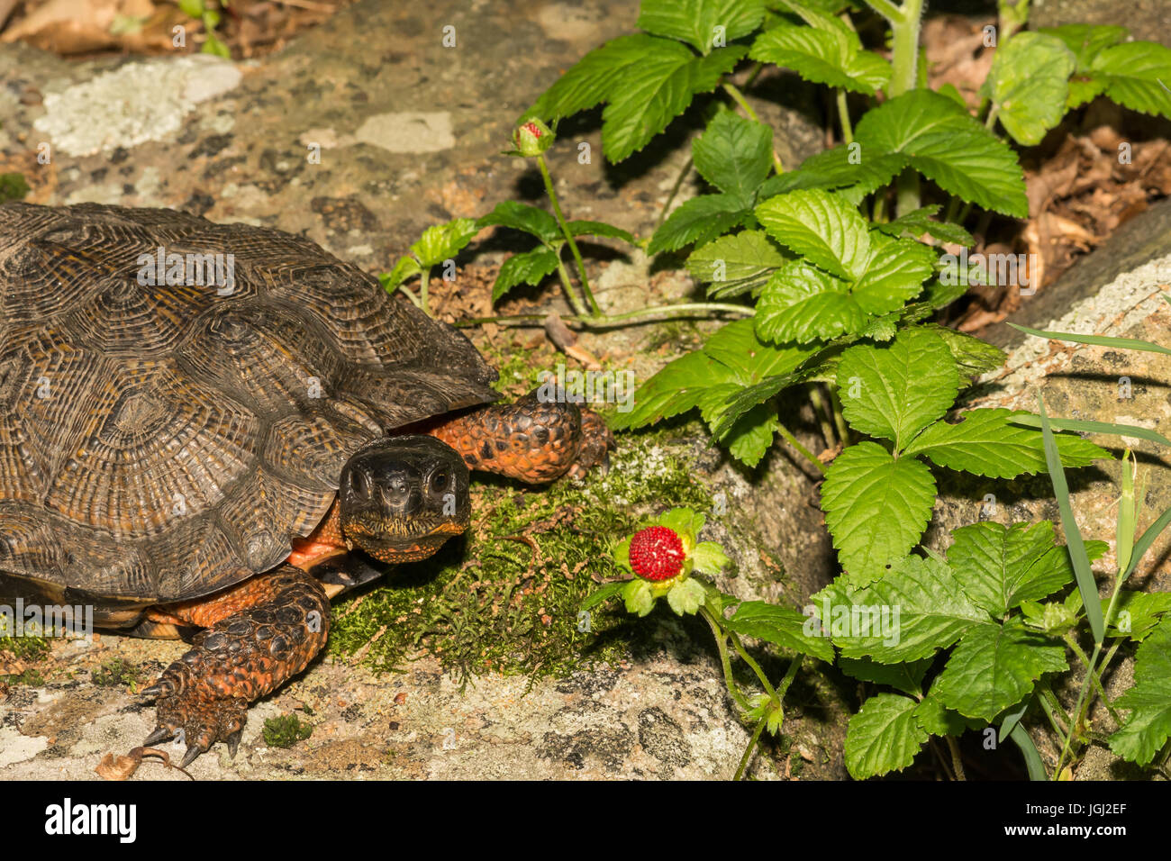 Tortue des bois Banque D'Images