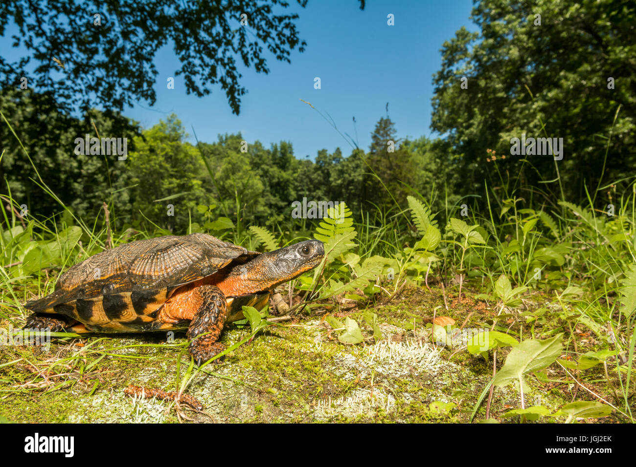 Tortue des bois Banque D'Images
