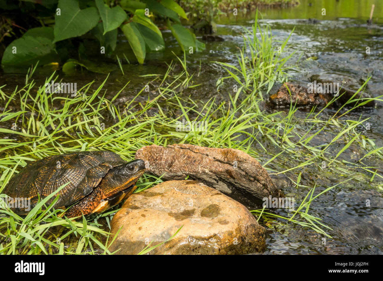 Tortue des bois Banque D'Images