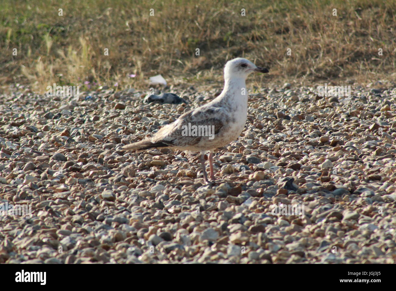 Mouette debout sur la plage Banque D'Images