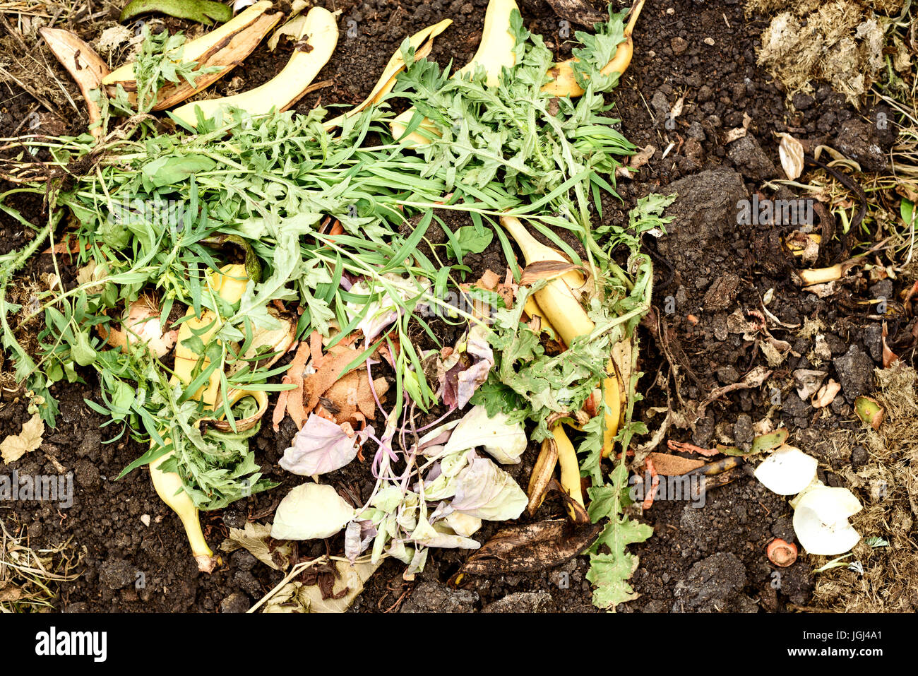 Les déchets organiques des fruits et des pelures de skins matières immergés sur un tas de compost pour le recyclage dans le jardin. Banque D'Images