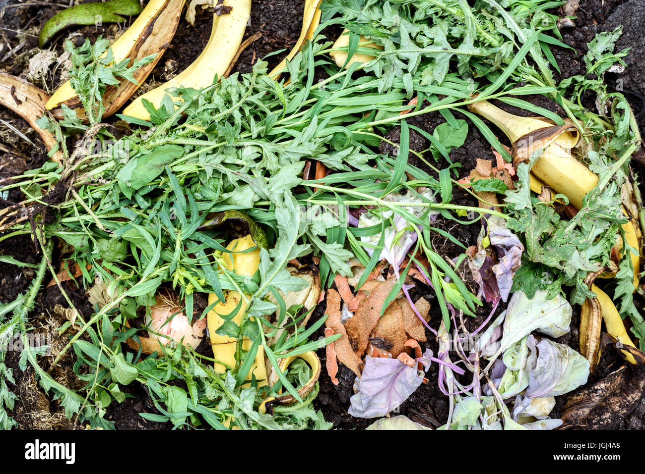 Les déchets organiques des fruits et des pelures de skins matières immergés sur un tas de compost pour le recyclage dans le jardin. Banque D'Images