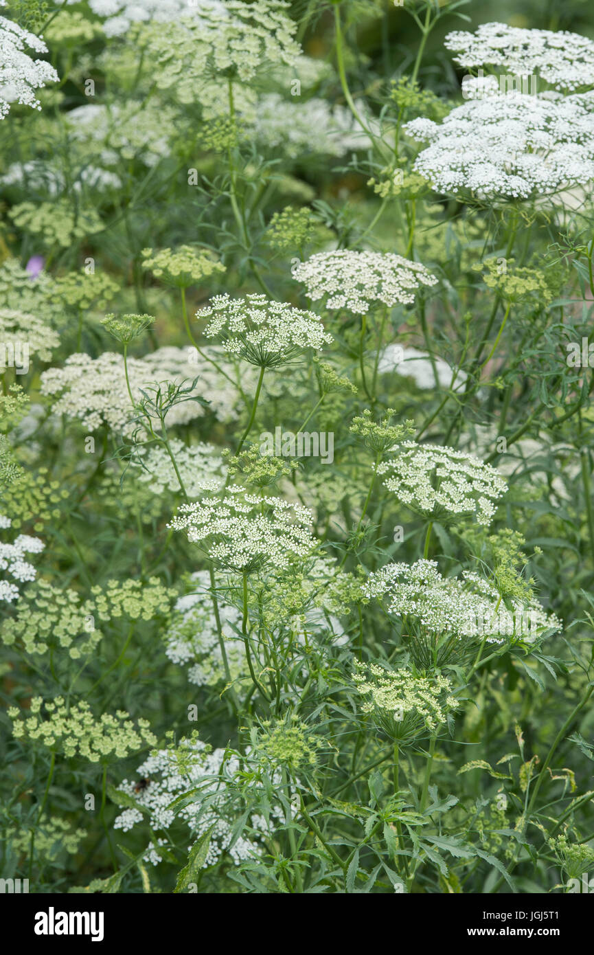 Ammi majus 'Graceland'. Faux L'herbe de l'évêque 'Graceland' la floraison Banque D'Images