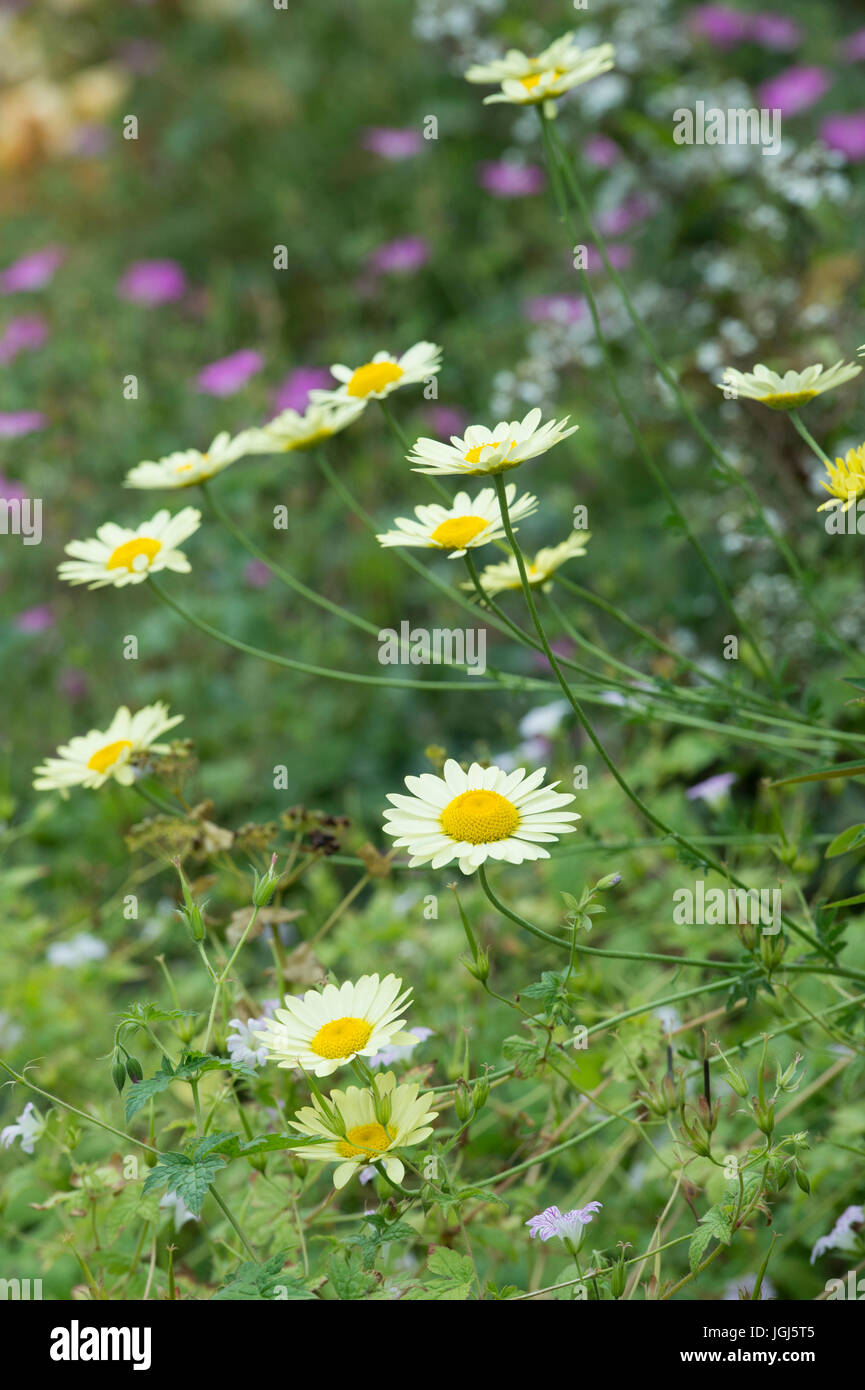 Anthemis tinctoria 'E.C. Buxton'. Dyer's chamomile 'E.C. Buxton' fleurit Banque D'Images