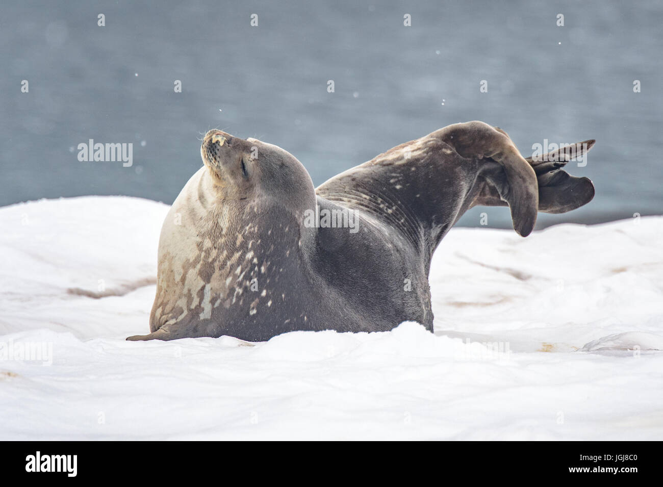 Étirement du joint sur la glace en Antarctique Banque D'Images