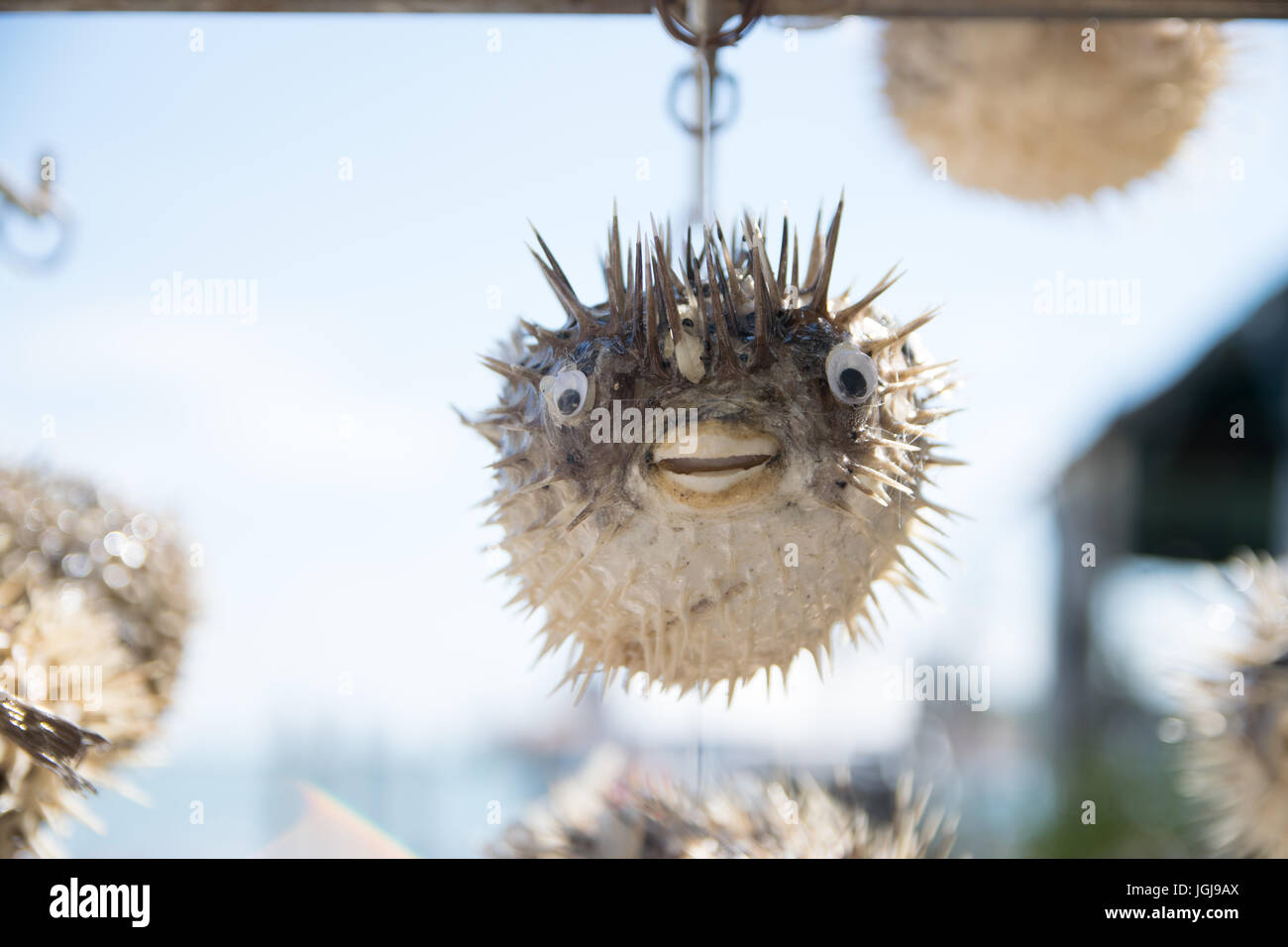 Les porcs-épics rachis sait aussi que l'balloonfish décoration dans une vitrine de Venise, Italie Banque D'Images