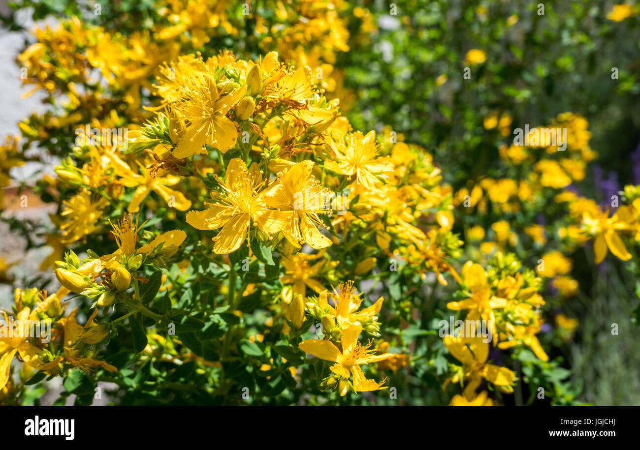 Le millepertuis, l'herbe de Tipton, rosin rose, Hypericum perforatum, Bavaria, Germany, Europe Banque D'Images