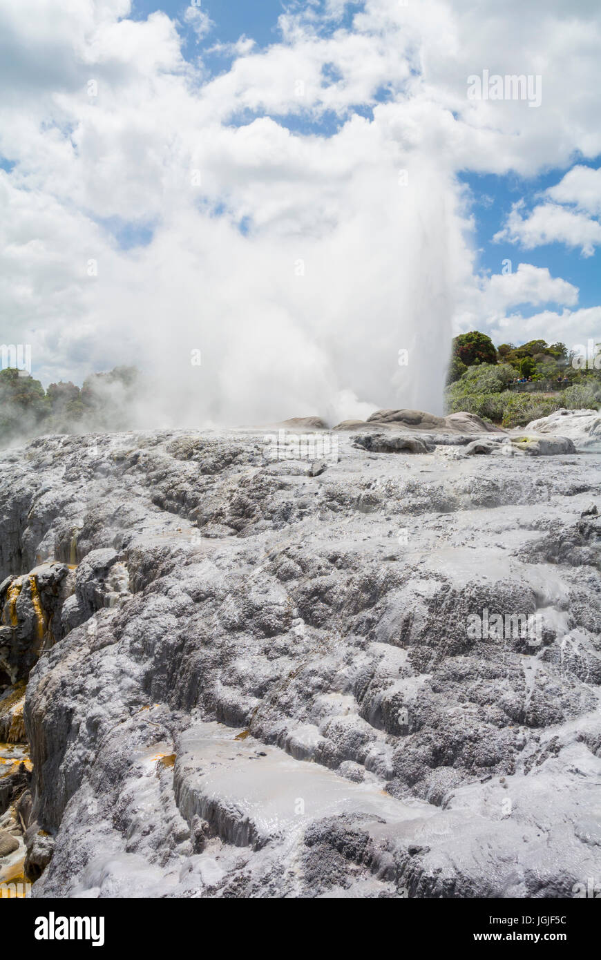 Pohutu Geyser Te Puia te réserve thermale de Whakarewarewa Valley New Zealand Banque D'Images