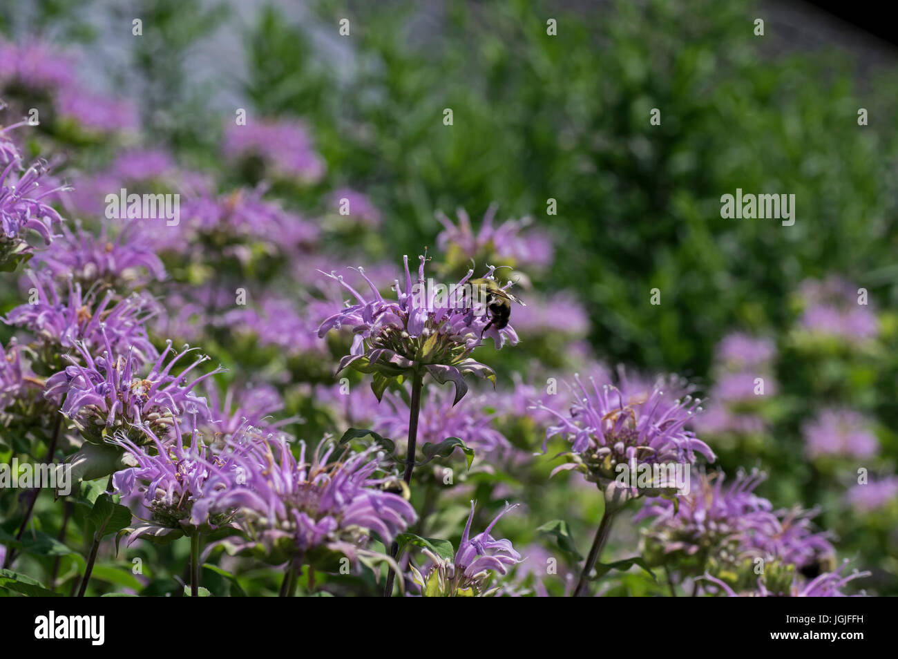 Bumblebee qui est un membre du genre Bombus partie d'Apidae sur monardes poussant dans un jardin. Banque D'Images