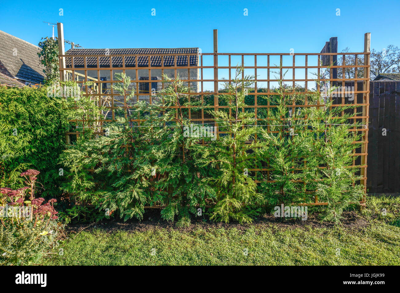 Une rangée de conifères Leylandii nouvellement plantés, appuyé contre le treillis en bois, dans un jardin ensoleillé, contre un ciel bleu clair. Angleterre, Royaume-Uni. Banque D'Images