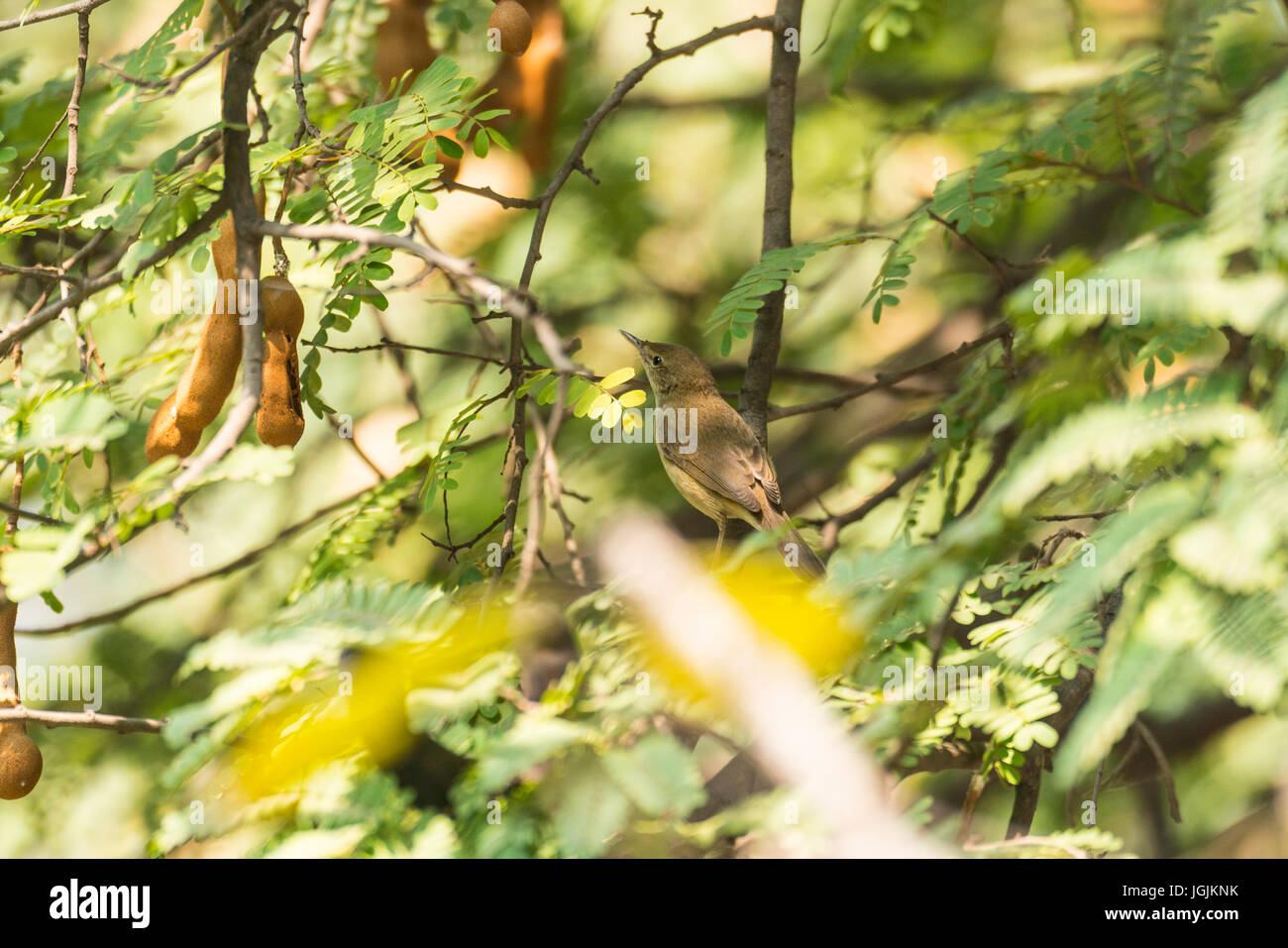 Mayureshwar est un petit sanctuaire de la faune près de Pune qui prend en charge une petite population de l'Ours, la Gazelle indienne indiens et loups. Banque D'Images