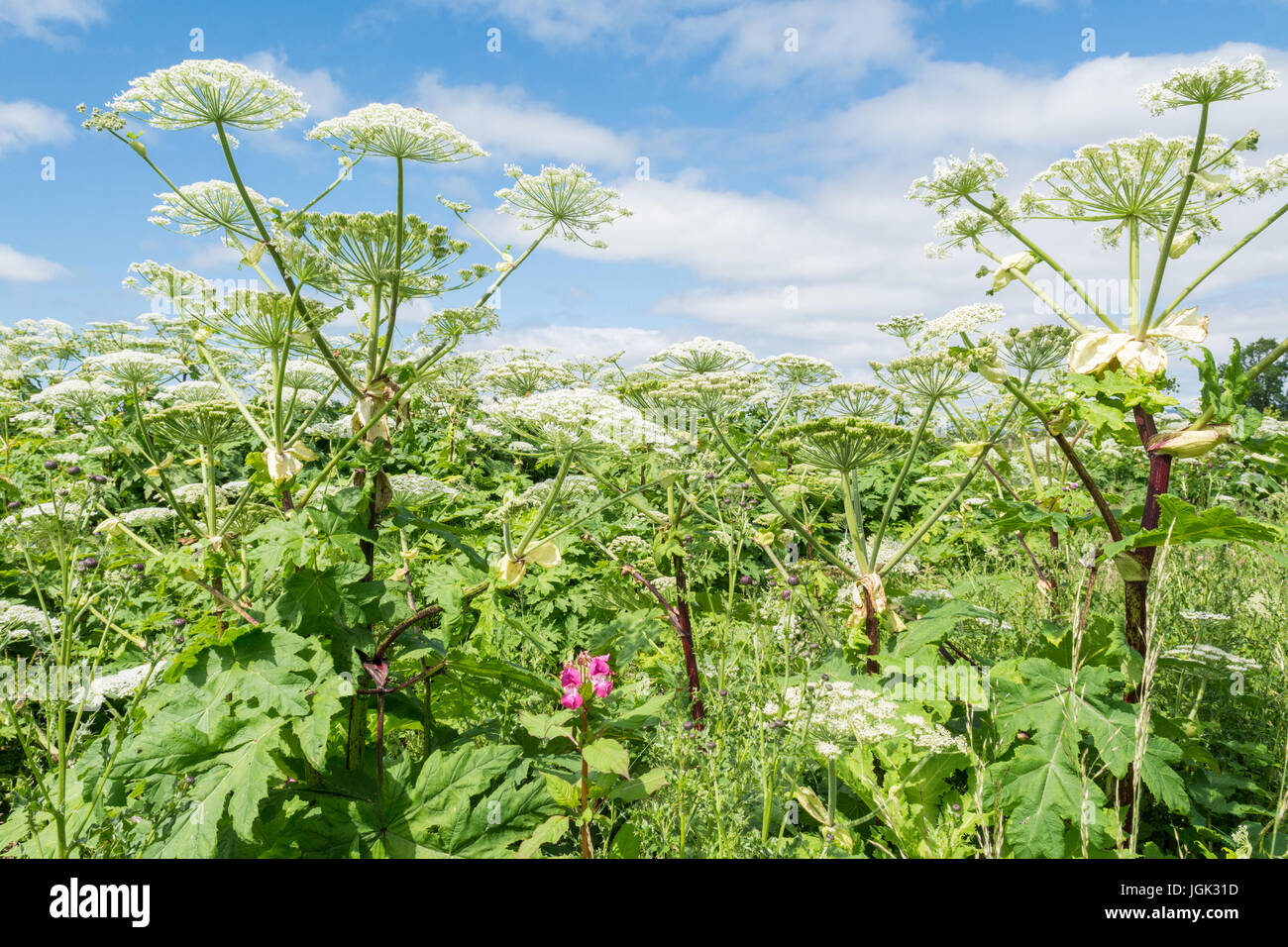 La berce du Caucase, Heracleum mantegazzianum - gowing à côté de l'eau, Endrick Stirlingshire, Ecosse, Royaume-Uni Banque D'Images