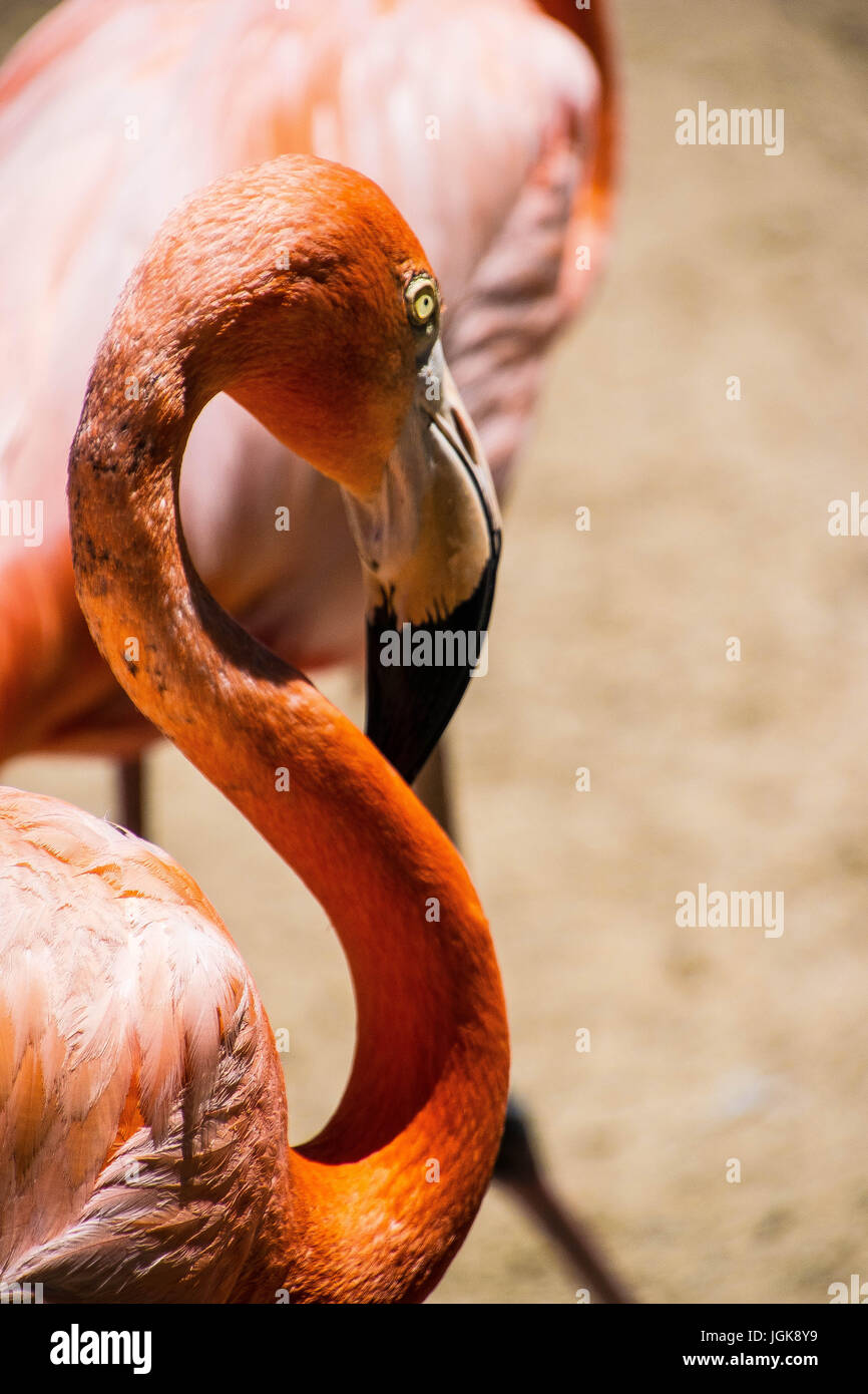 Flamingo au Zoo de San Diego Banque D'Images
