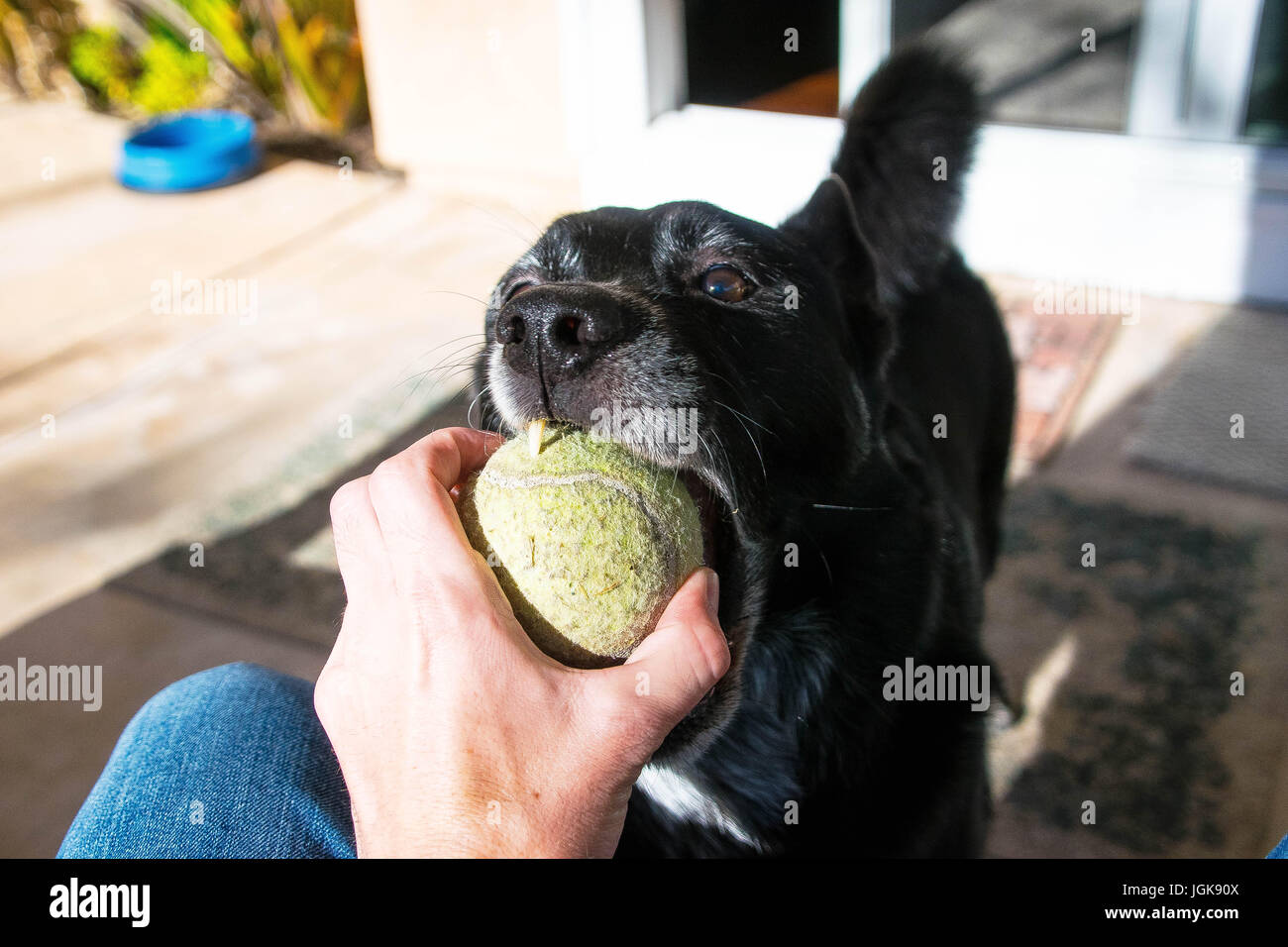 Chien avec ballon Banque D'Images