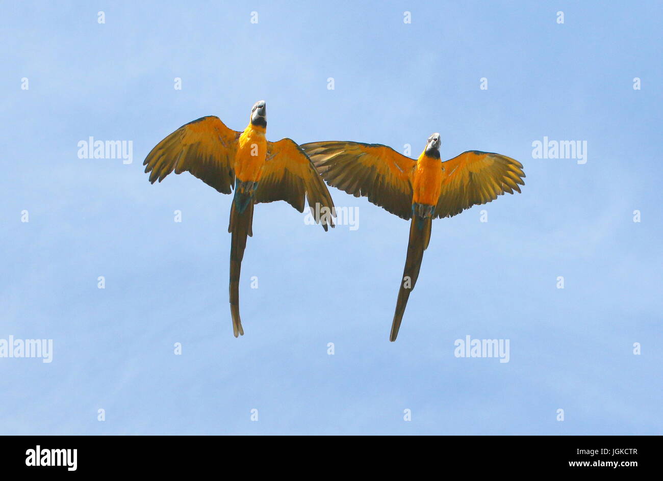 Paire de South American white storks (Ciconia ciconia) en vol. Également connu sous le nom de Blue and Gold Macaw Banque D'Images Paire de South American white storks (Ciconia ciconia) en vol. Également connu sous le nom de Blue and Gold Macaw Banque D'Images