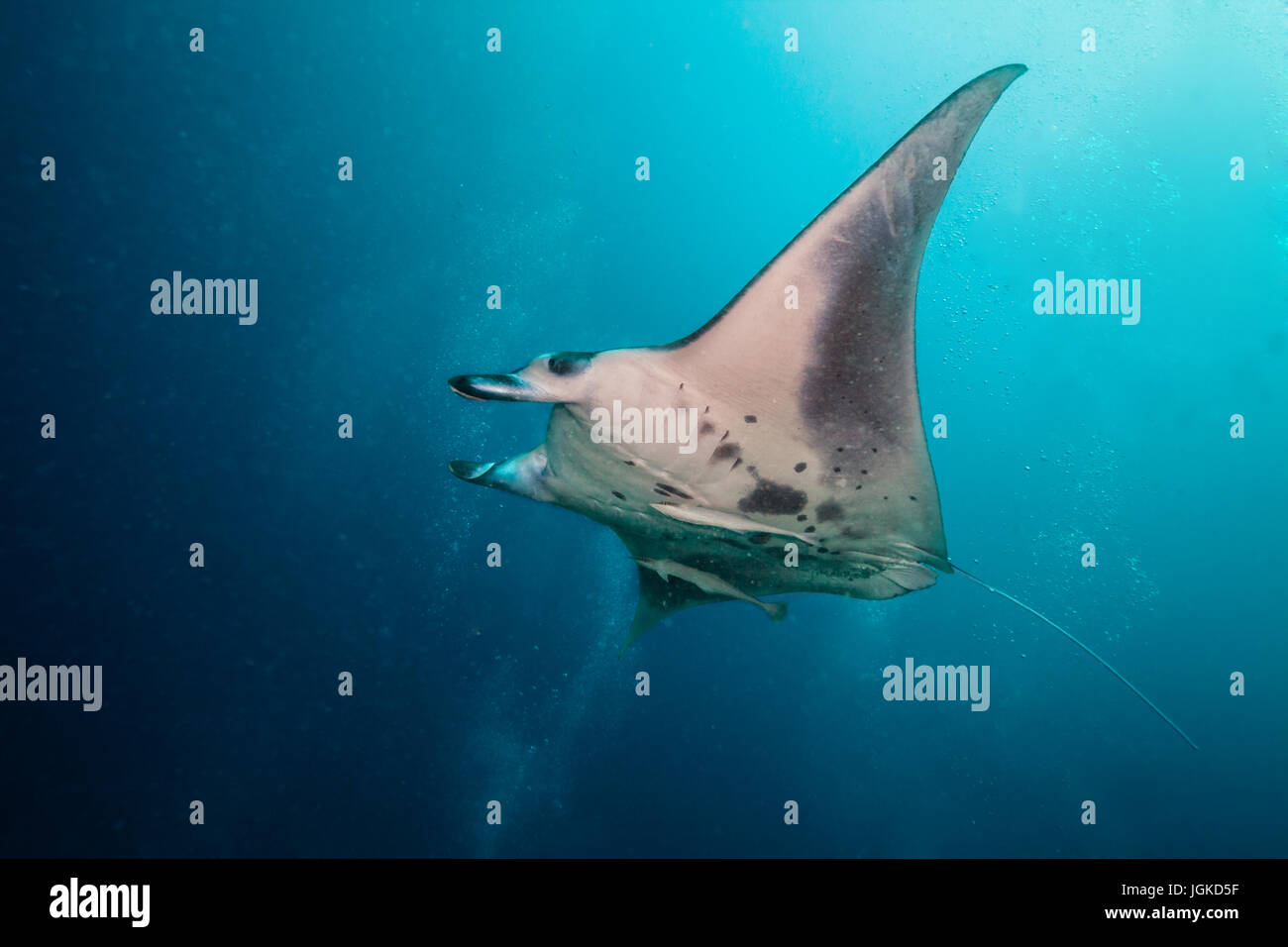 Belle grande Manta Ray flottant dans l'océan bleu profond, de l'océan Indien, les Maldives Banque D'Images