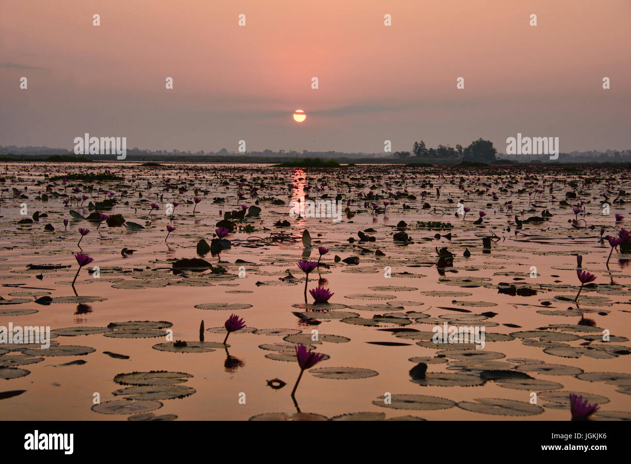 Une mer de fleurs de lotus rose sur Talay Bua Daeng, le lotus lake à l'extérieur d'Udon Thani, Thaïlande Banque D'Images