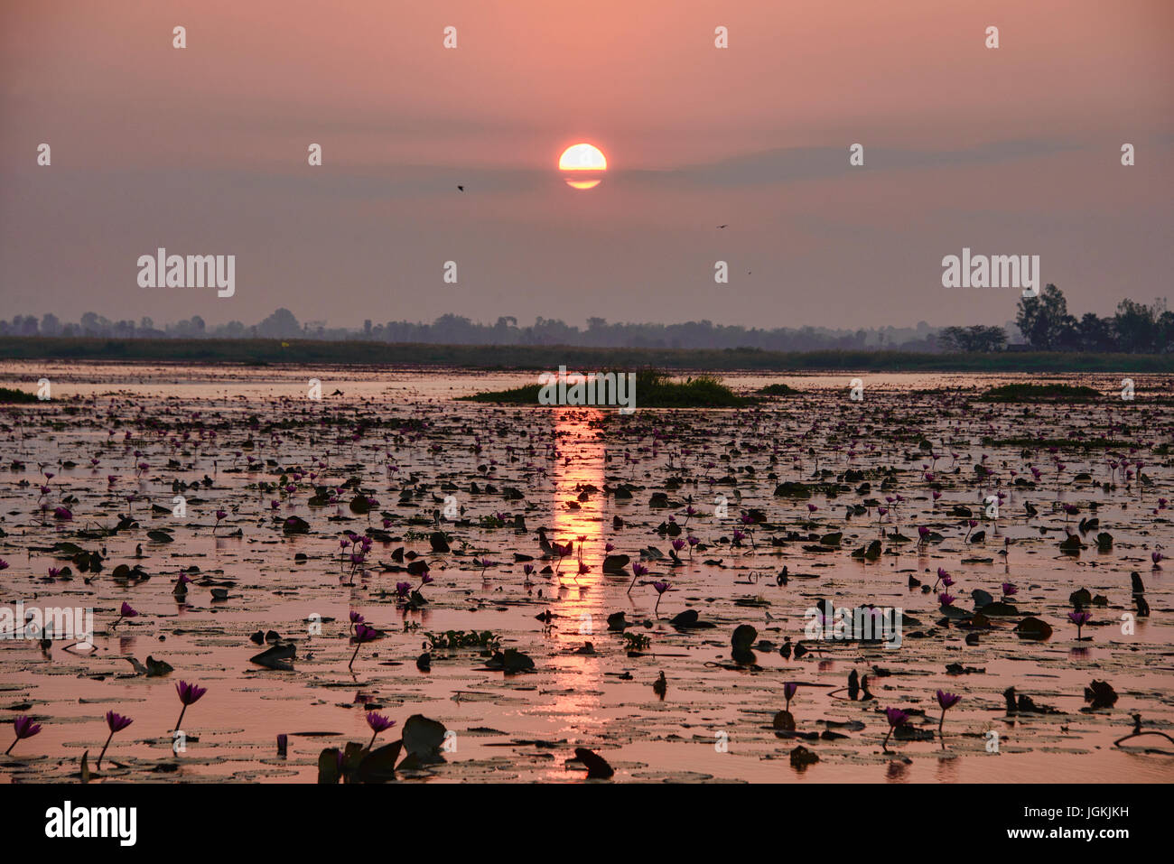 Une mer de fleurs de lotus rose sur Talay Bua Daeng, le lotus lake à l'extérieur d'Udon Thani, Thaïlande Banque D'Images