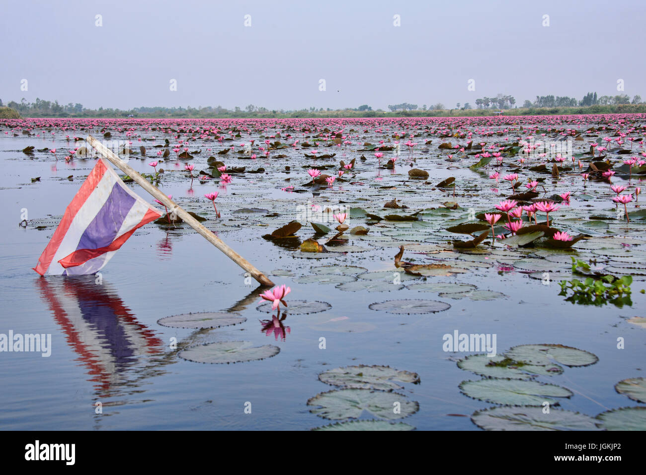 Une mer de fleurs de lotus rose sur Talay Bua Daeng, le lotus lake à l'extérieur d'Udon Thani, Thaïlande Banque D'Images