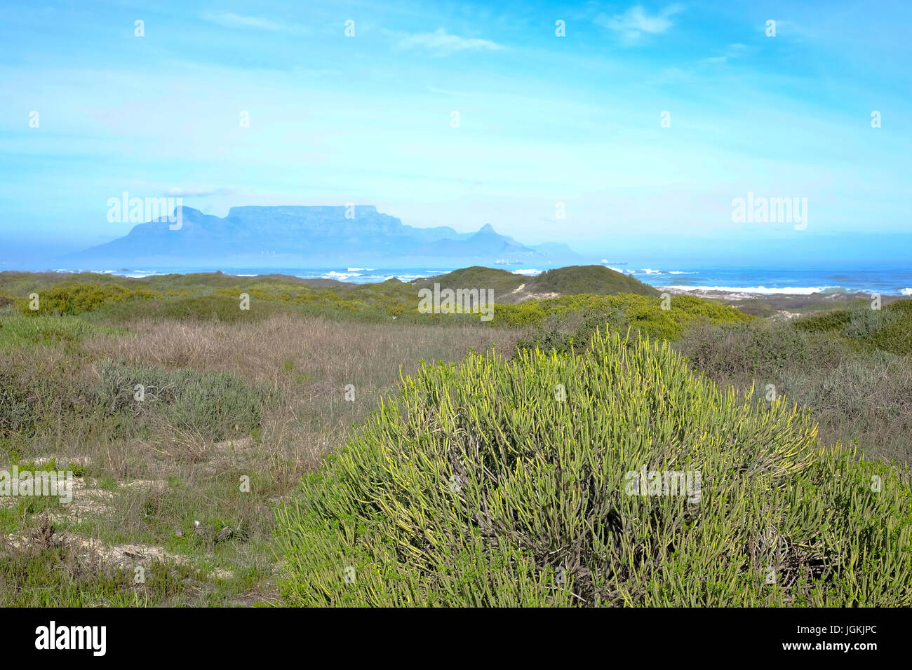 Cape Town, Afrique du Sud. Table Mountain l'une des 7 merveilles naturelles du monde en arrière-plan avec fynbos côtier au premier plan.. Banque D'Images