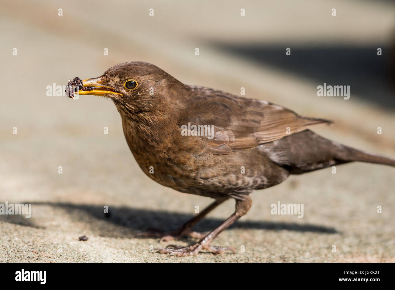 Fruits collecte Blackbird Banque D'Images