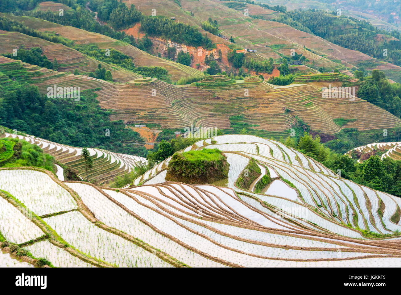 Champ de riz en terrasses dans la région de Longji, Guilin, Guangxi Chine Banque D'Images