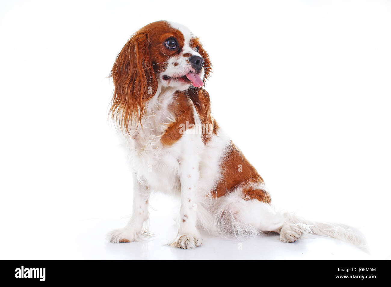 Cavalier King Charles Spaniel Vierge Carte De Vœux Anniversaire 3d Os De Chien Amoureux Fetes Occasions Speciales Maison Fetes Occasions Speciales Cavalier King Charles Spaniel Vierge Carte De Vœux Anniversaire 3d Os De Chien Amoureux Fetes Occasions Speciales Maison Fetes Occasions Speciales